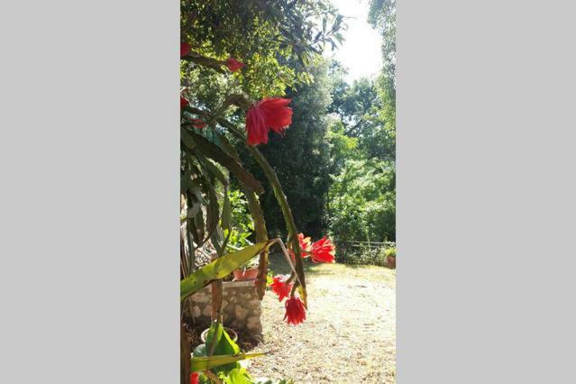 Nel Chianti Lungo La Francigena Διαμέρισμα Colle Val D'Elsa Εξωτερικό φωτογραφία