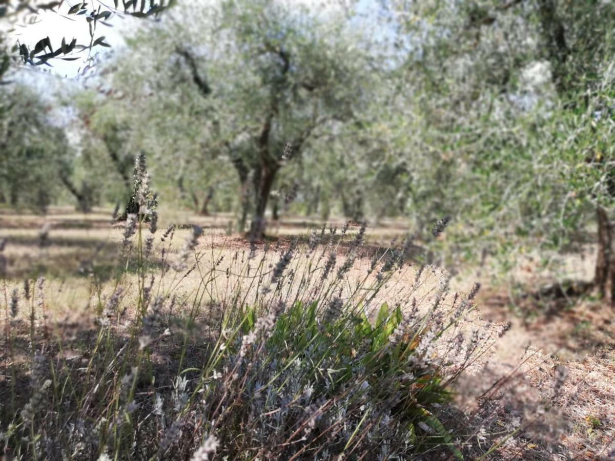 Nel Chianti Lungo La Francigena Διαμέρισμα Colle Val D'Elsa Εξωτερικό φωτογραφία